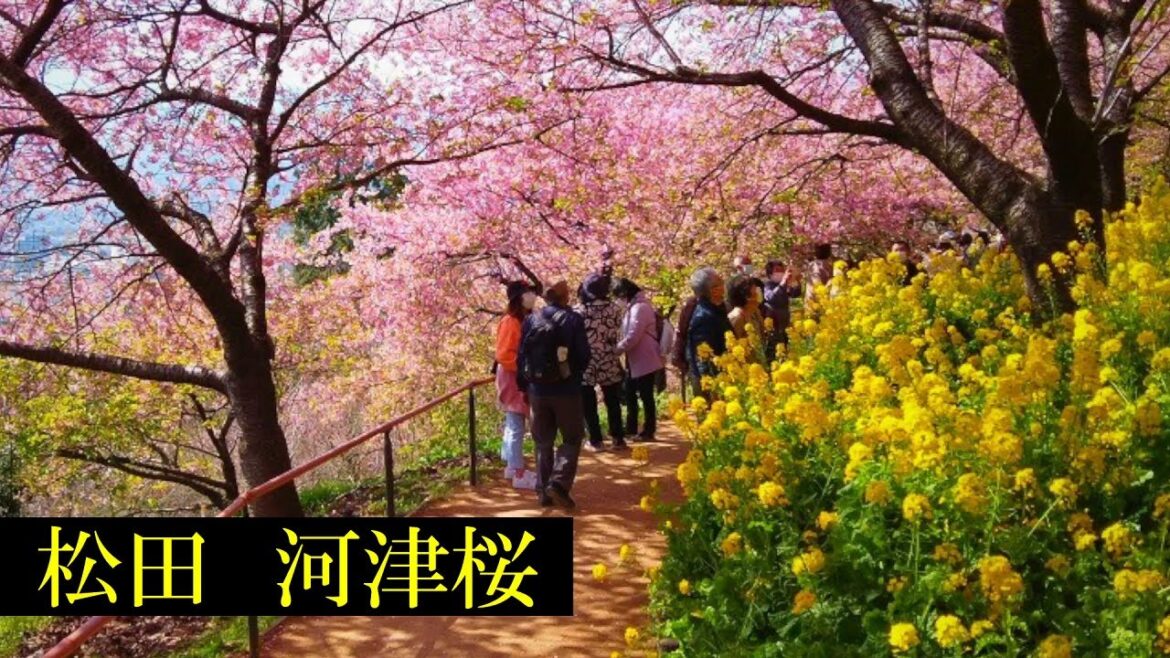 松田・河津桜　Tokyo Walking 🌞4K　Matsuda　Shopping Streets　&　Cherry Blossoms　Japan🎧HQ Binaural　（松田町）　睡眠用・東京散歩